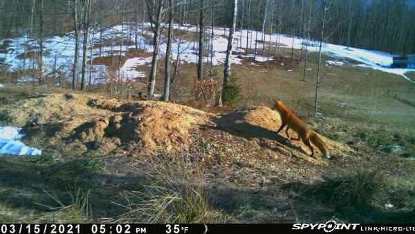 coyote bait pile