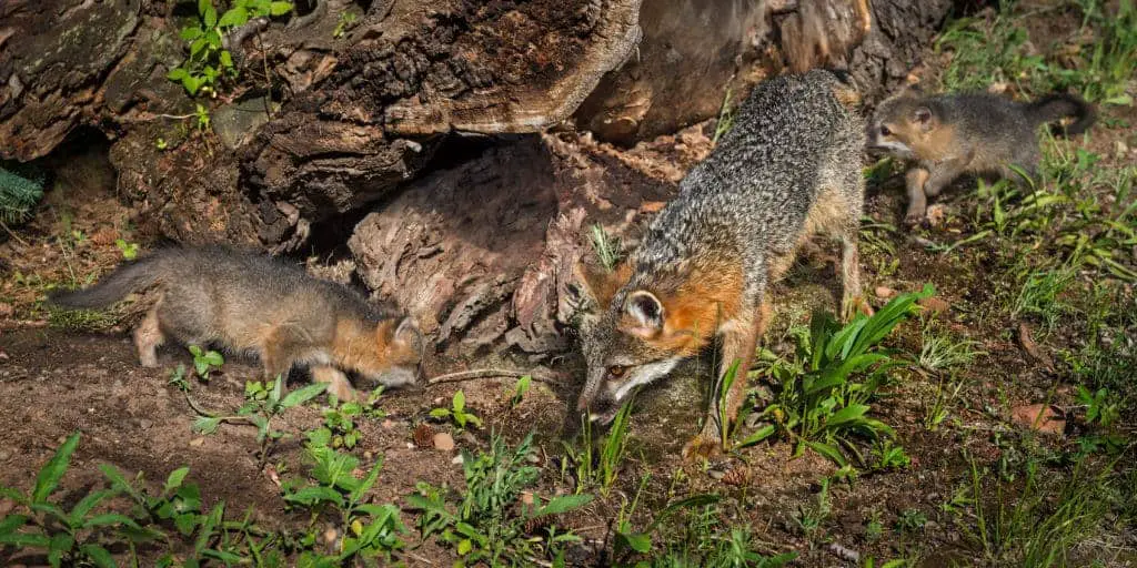 Gray Fox Kits and Vixen