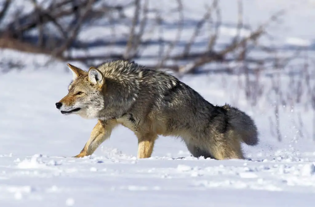 Coyote walking in snow