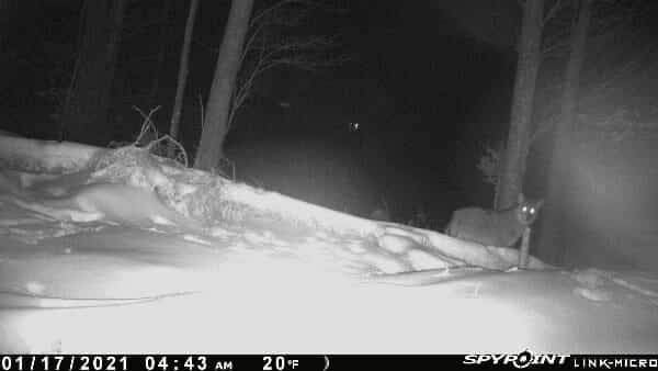 Coyote on snow