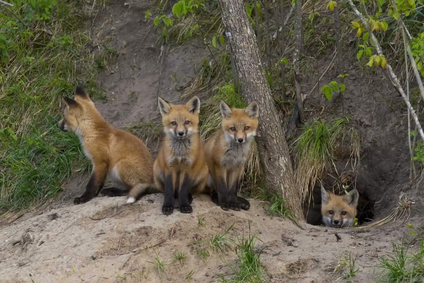 REd fox at their den