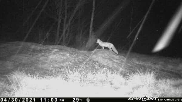 Foxes nocturnal
Red fox on Spypoint
