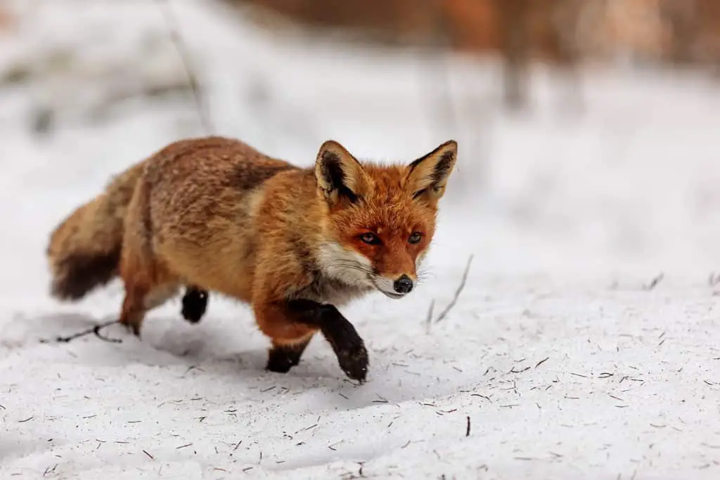 foxpro red fox tracks