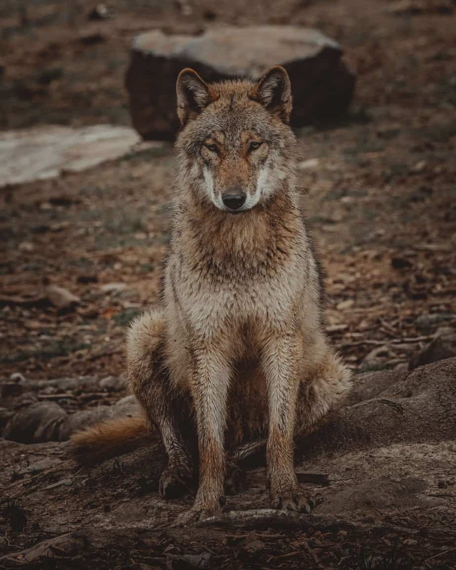 Coyote bait pile