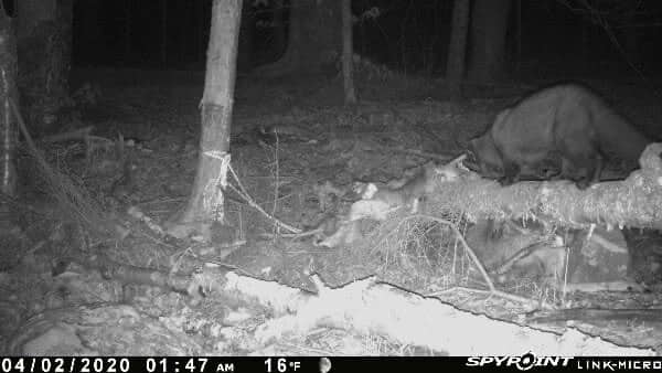 coyote baiting, coyote bait pile