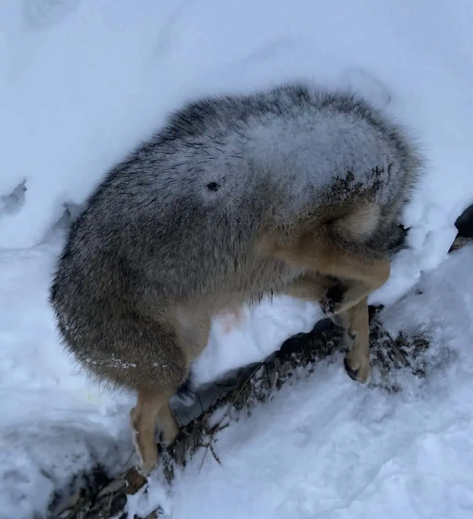 best place to shoot a coyote