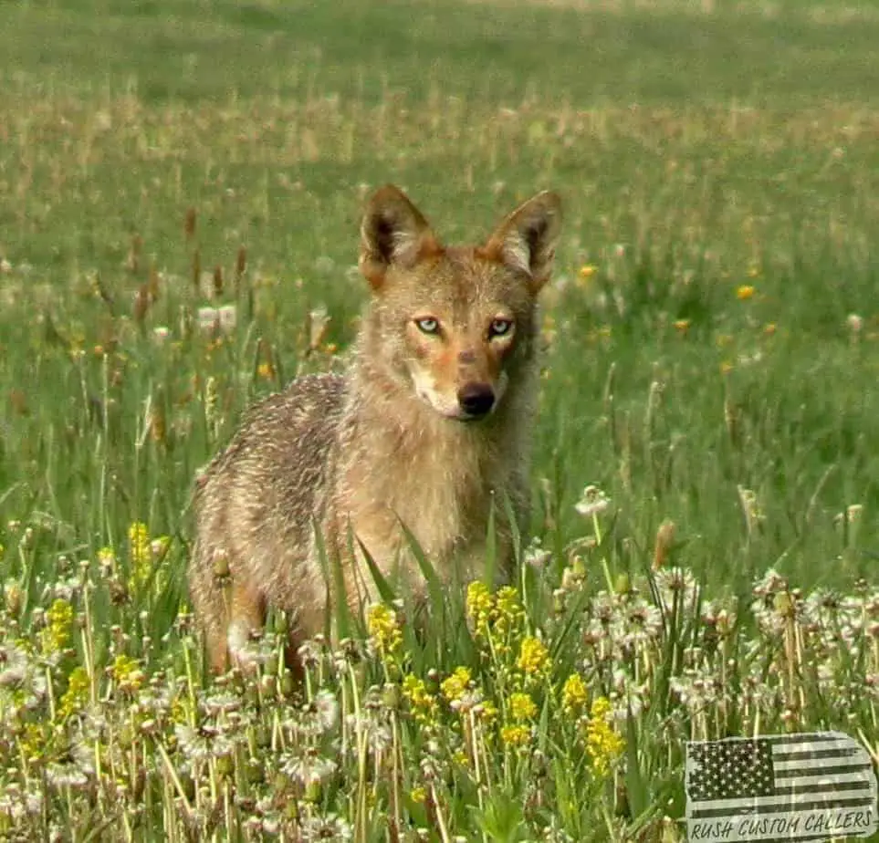 closed reed coyote call