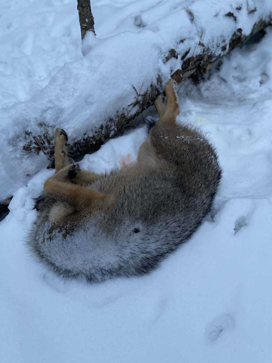 track a wounded coyote