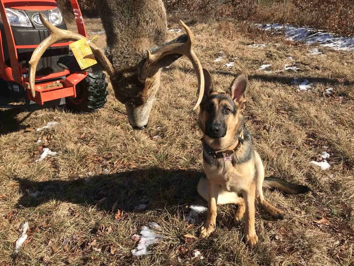 Coyote bait pile