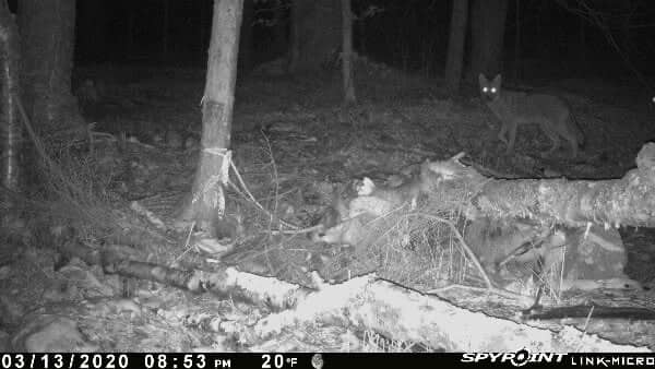 Coyote at the remains of a baitsicle