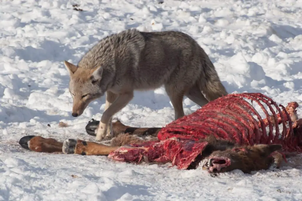 Coyote bait pile 