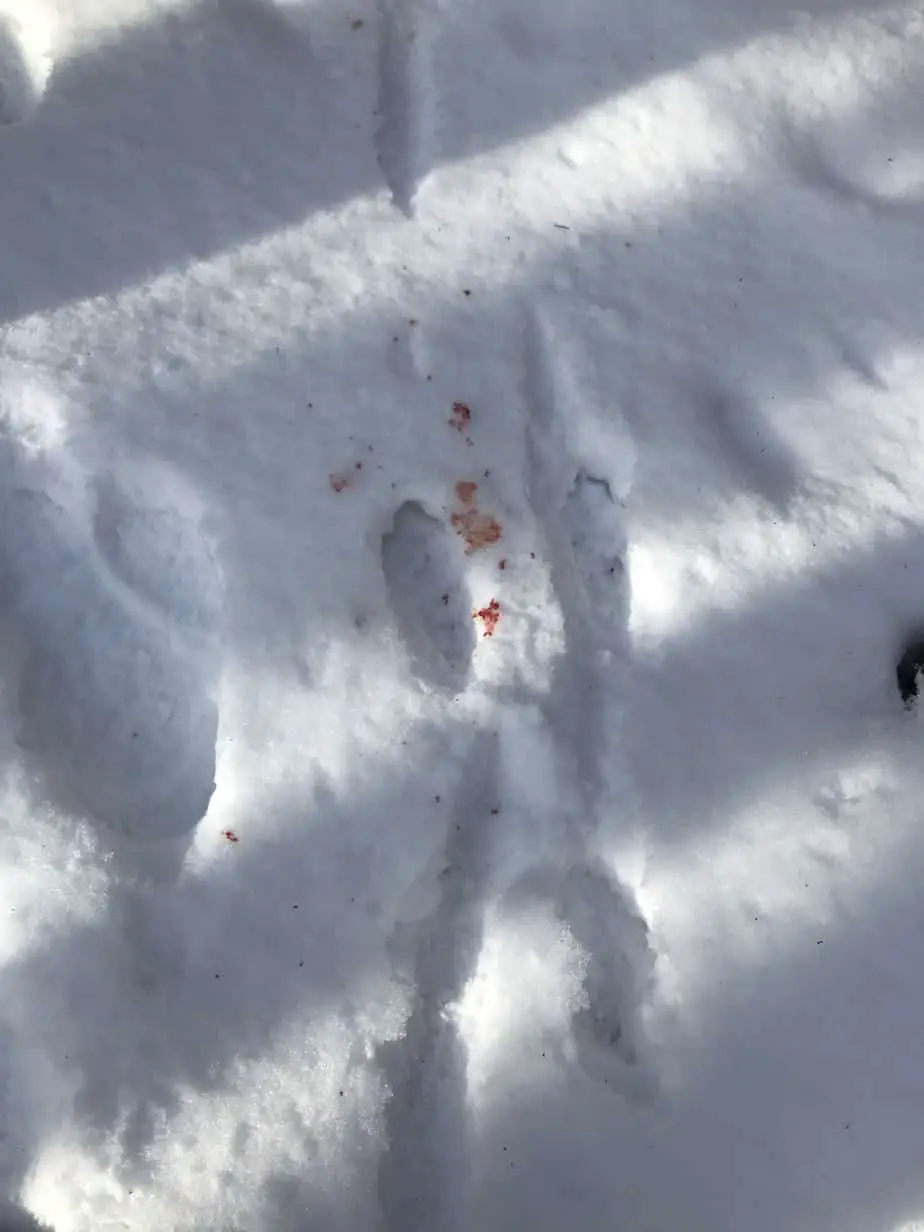 Track a wounded coyote