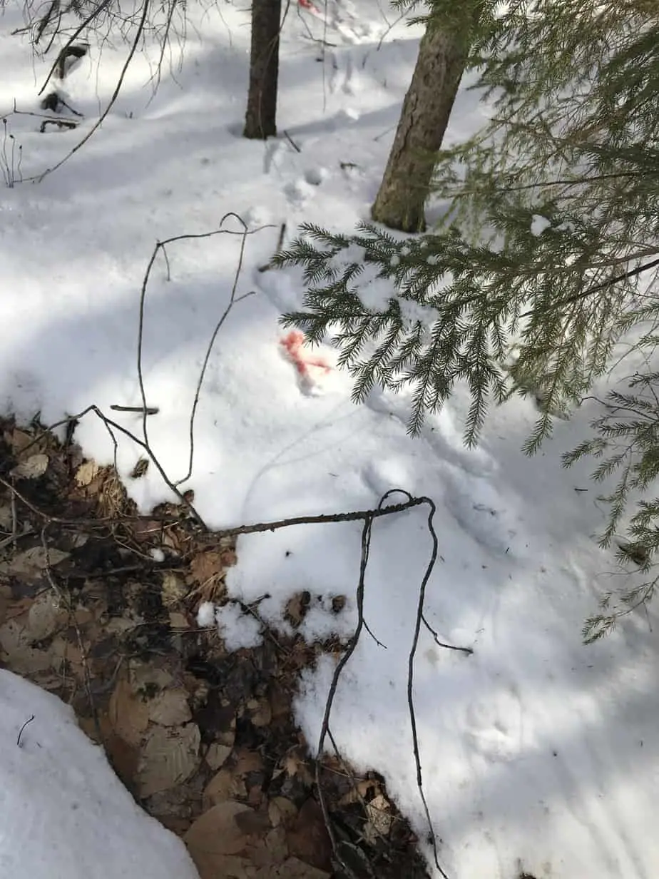 Blood trailing, track a wounded coyote