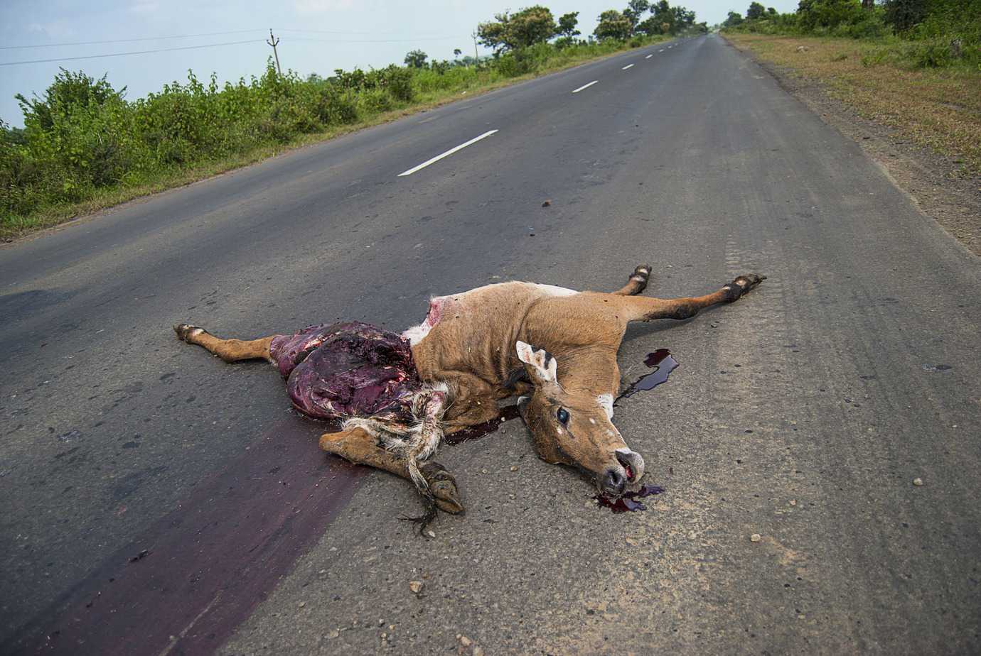 Coyote baiting