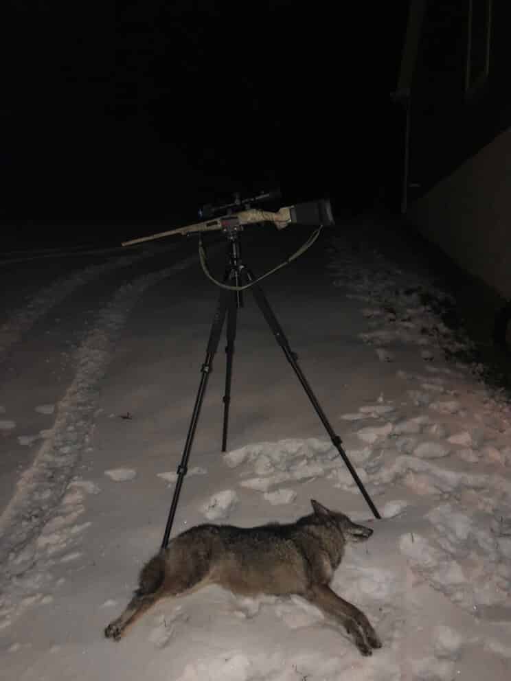 Hunting eastern coyotes