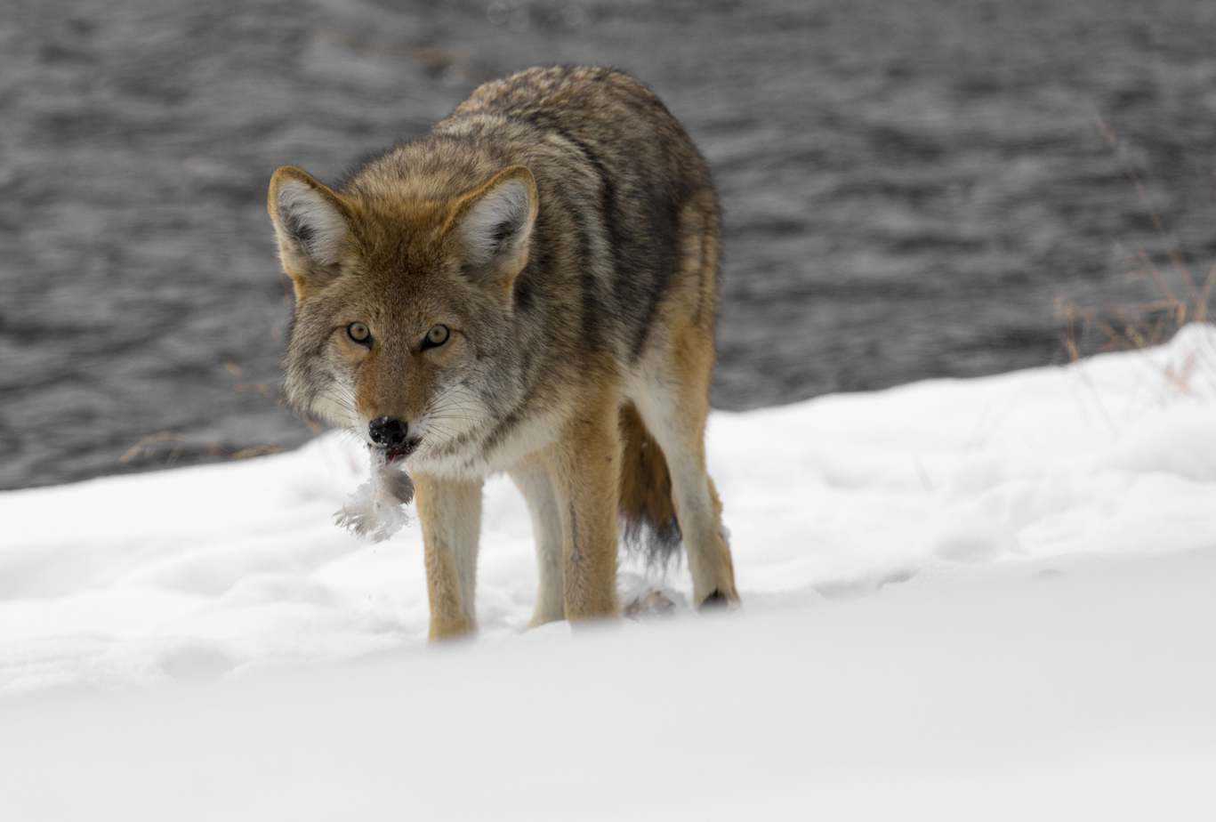 Coyote shot placement