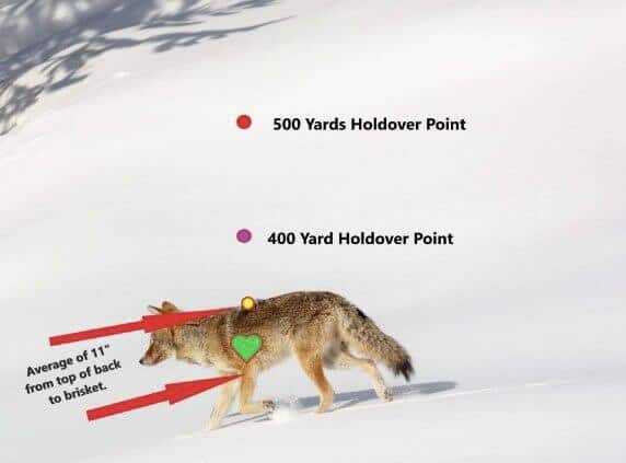 Coyote shot placement