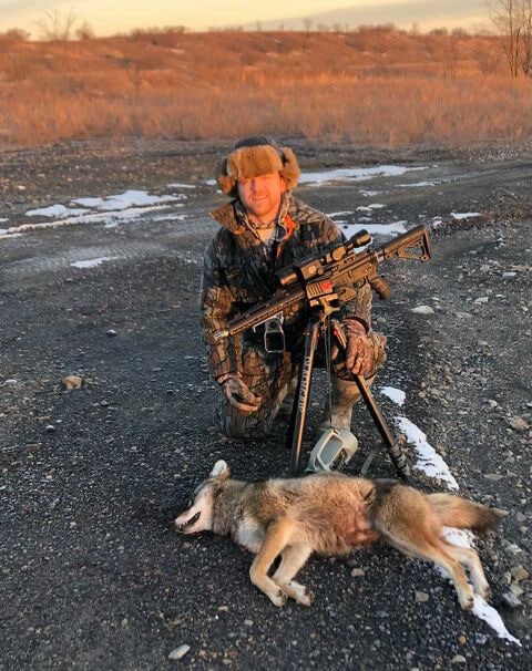 Eastern Coyote hunting.