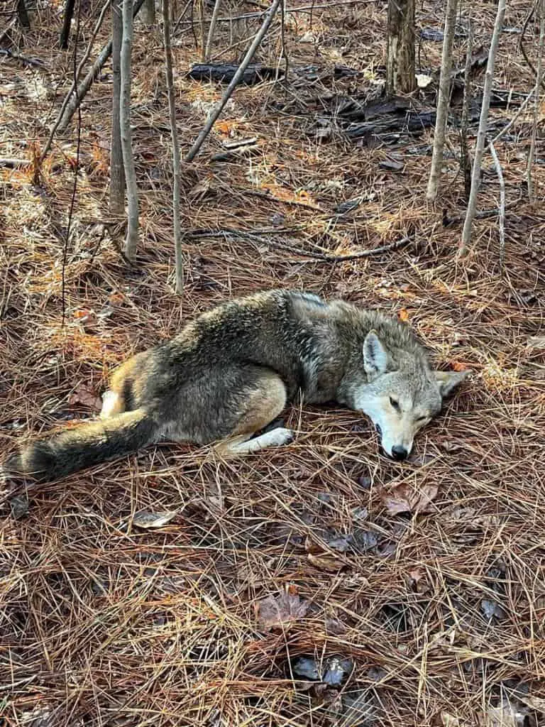 Eastern coyote hunting in Virginia