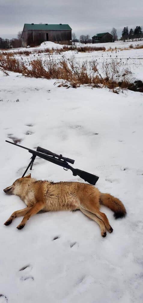 Eastern coyote hunting