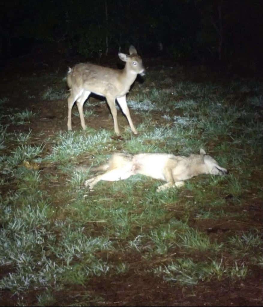 Hunting eastern coyote to save deer