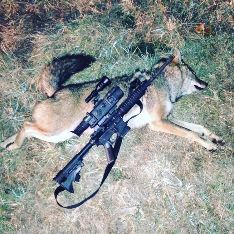 Eastern coyote hunting with IR Scope