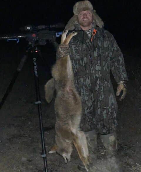 Hunting eastern coyotes.