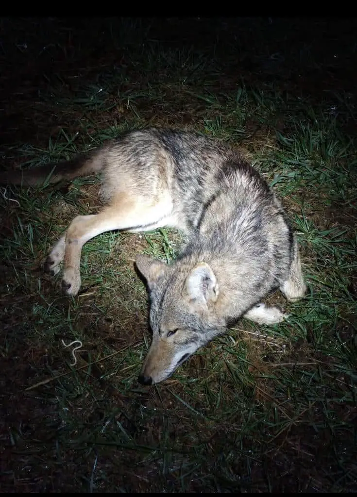 Hunting eastern coyote