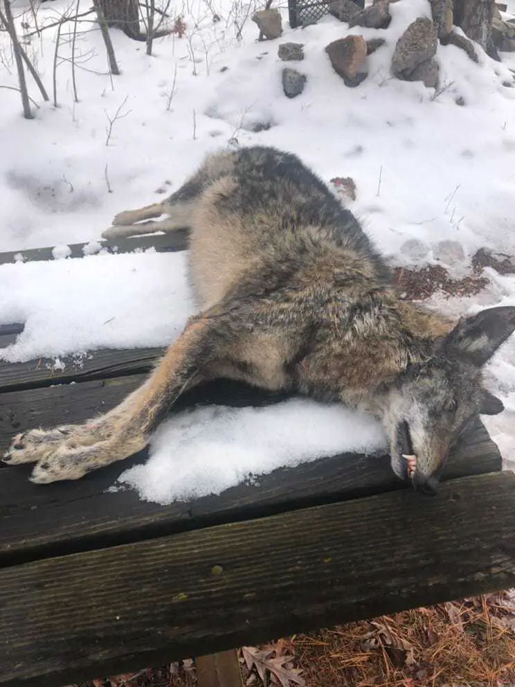 Hunt eastern coyotes