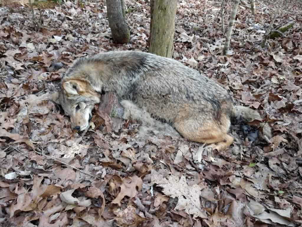 How to hunt eastern coyote in North Carolina