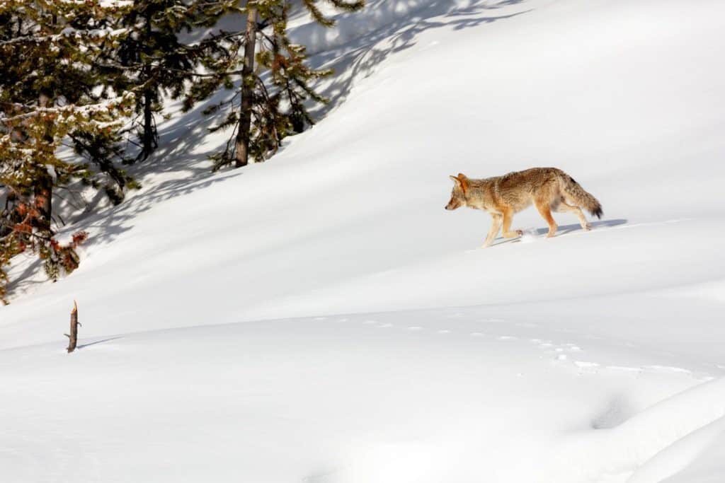 Where to shoot a coyote