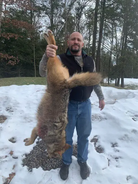 Hunting eastern coyotes