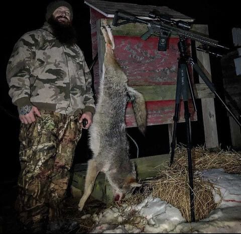 Eastern coyote hunting.