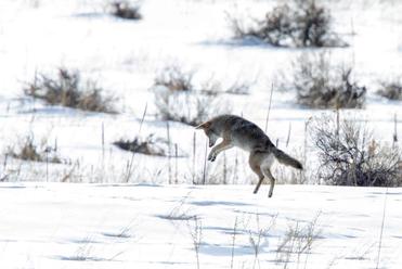 do coyotes eat dog poop