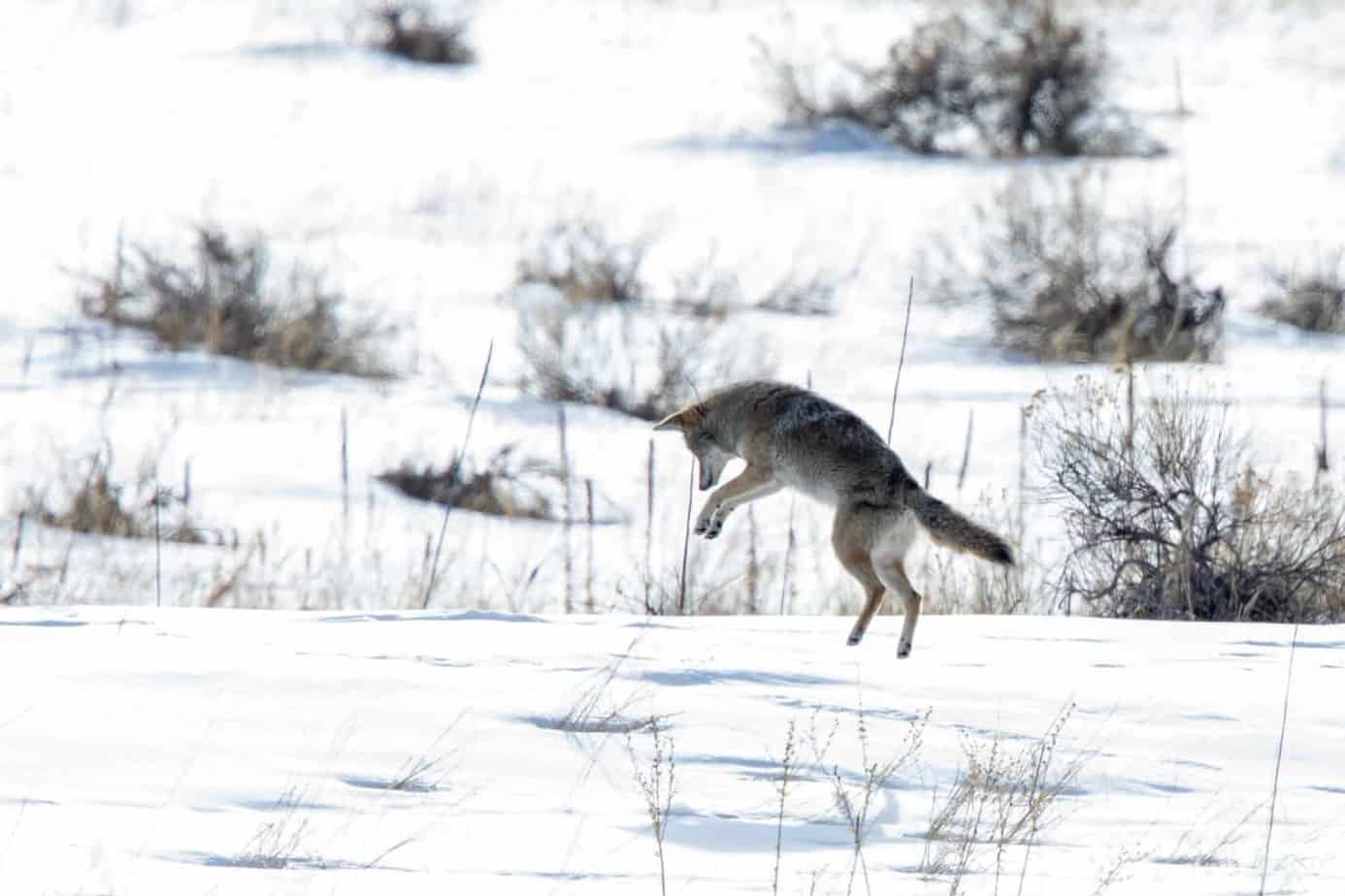 What Do Coyotes Eat How to Hunt Hungry Hounds