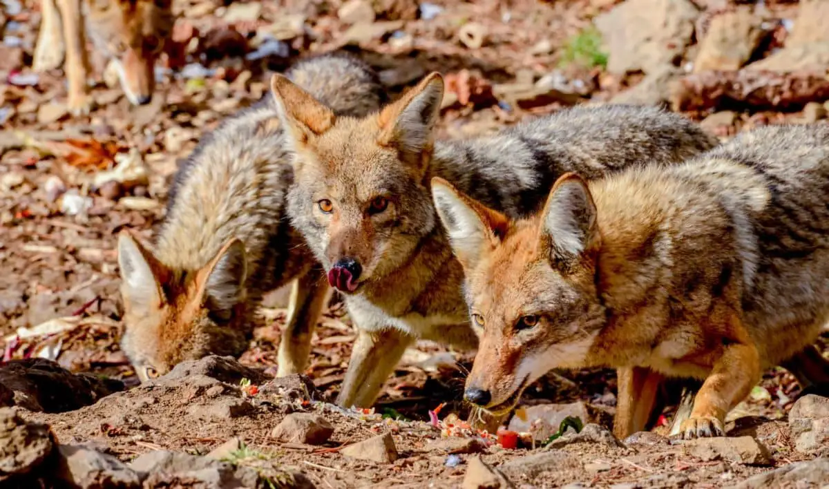 What Do Coyotes Eat How to Hunt Hungry Hounds