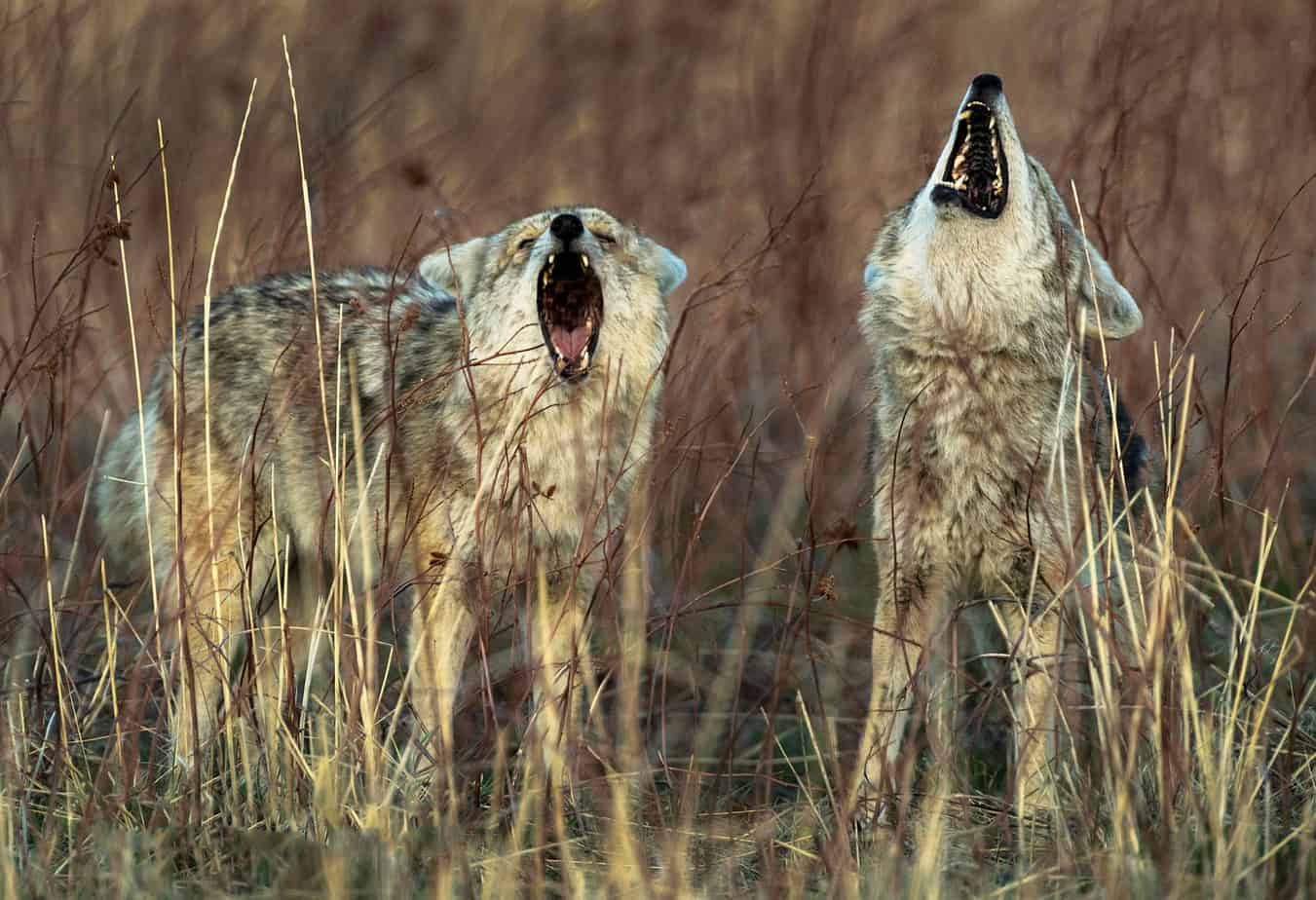 coyote calling