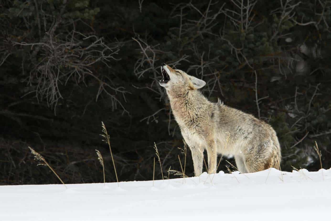 Open reed coyote calls