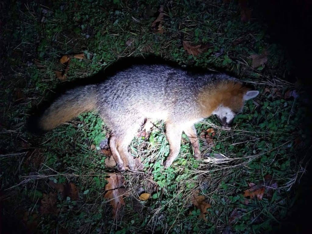 Calling fox, fox hunting