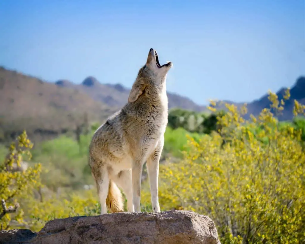 Open reed coyote calls