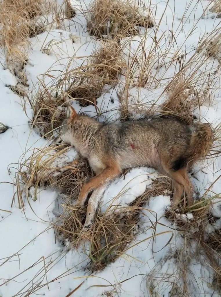 Hunting predators in bad weather