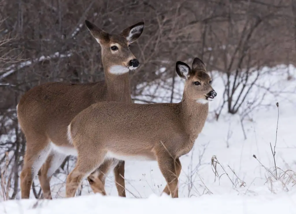 Coyote Hunting And Deer Survival - The Predator Hunter