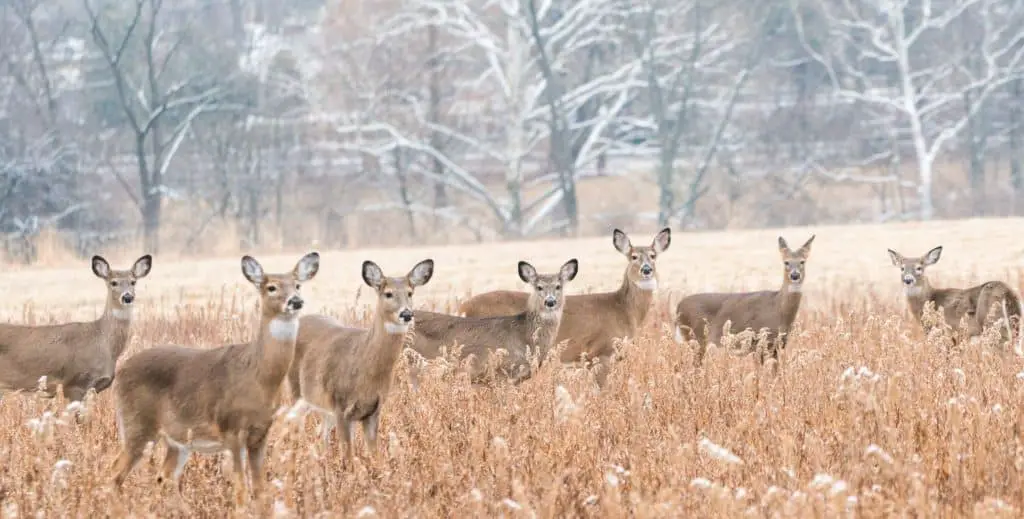 Deer herd, coyote hunting