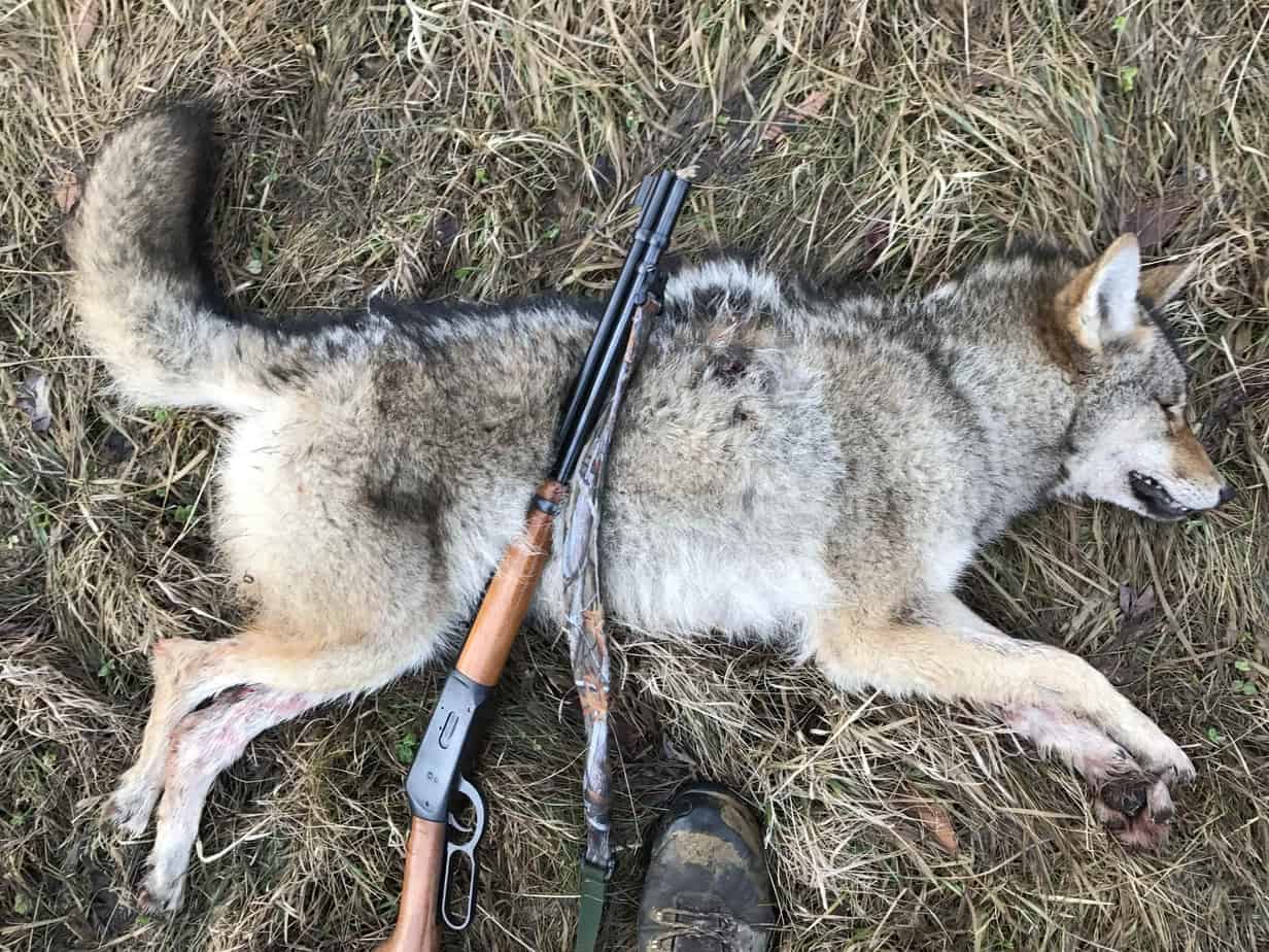 Male eastern coyote