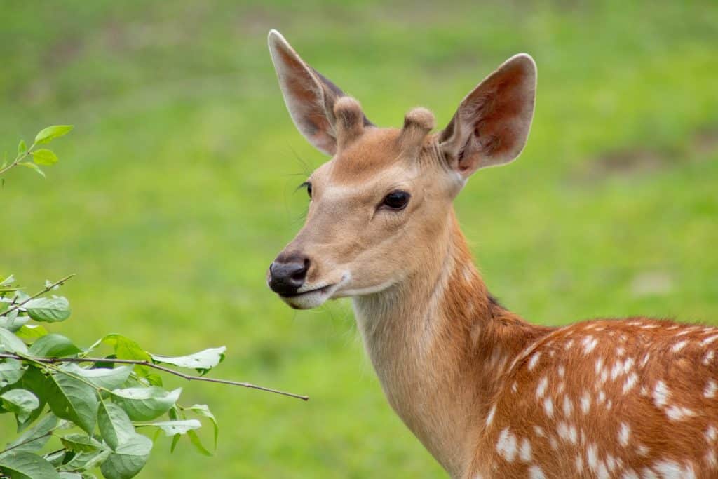 Male fawn, coyote hunting and deer survival