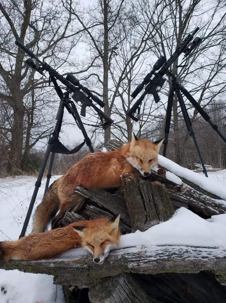 Predator Hunting In Bad Weather