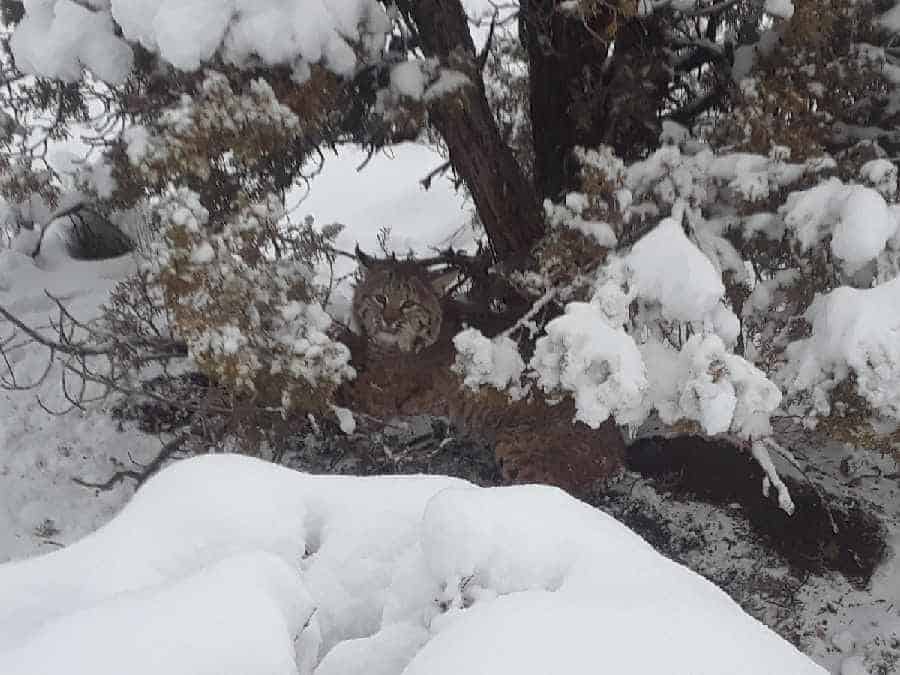 Bobcat hunting in deep snow