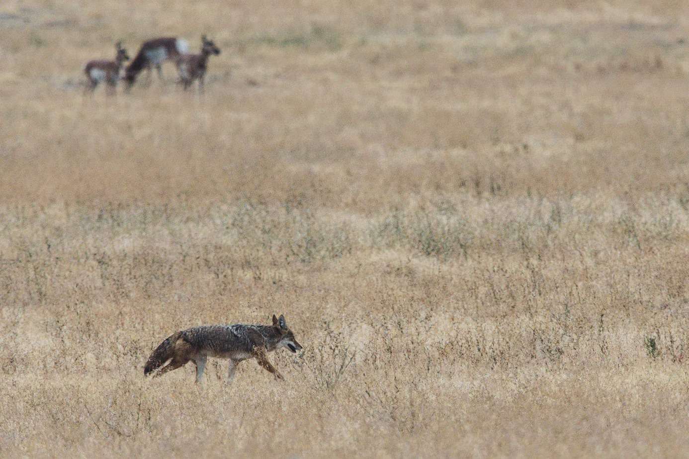 four animals of grass field