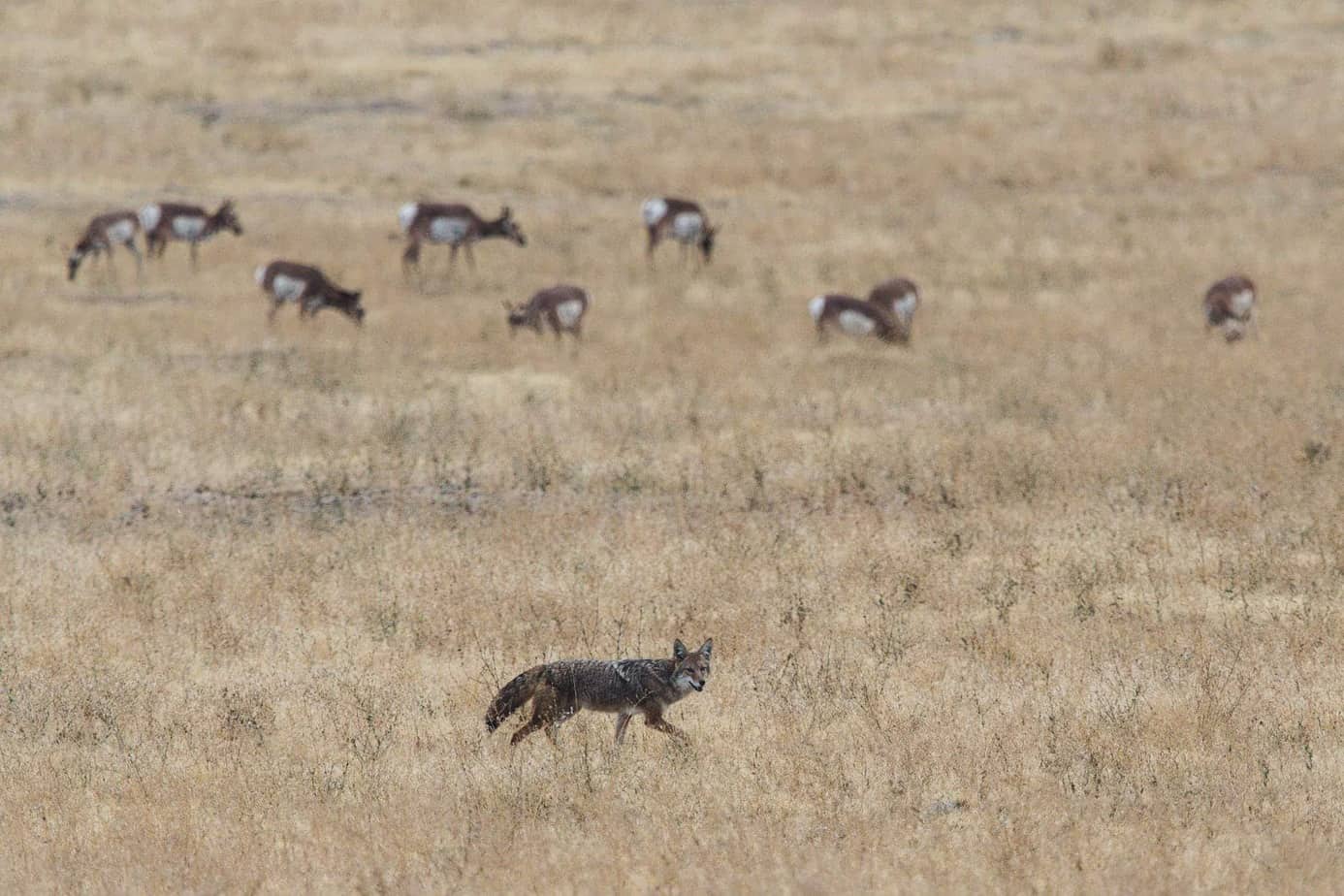 grey and brown fox on open field near herd of deer