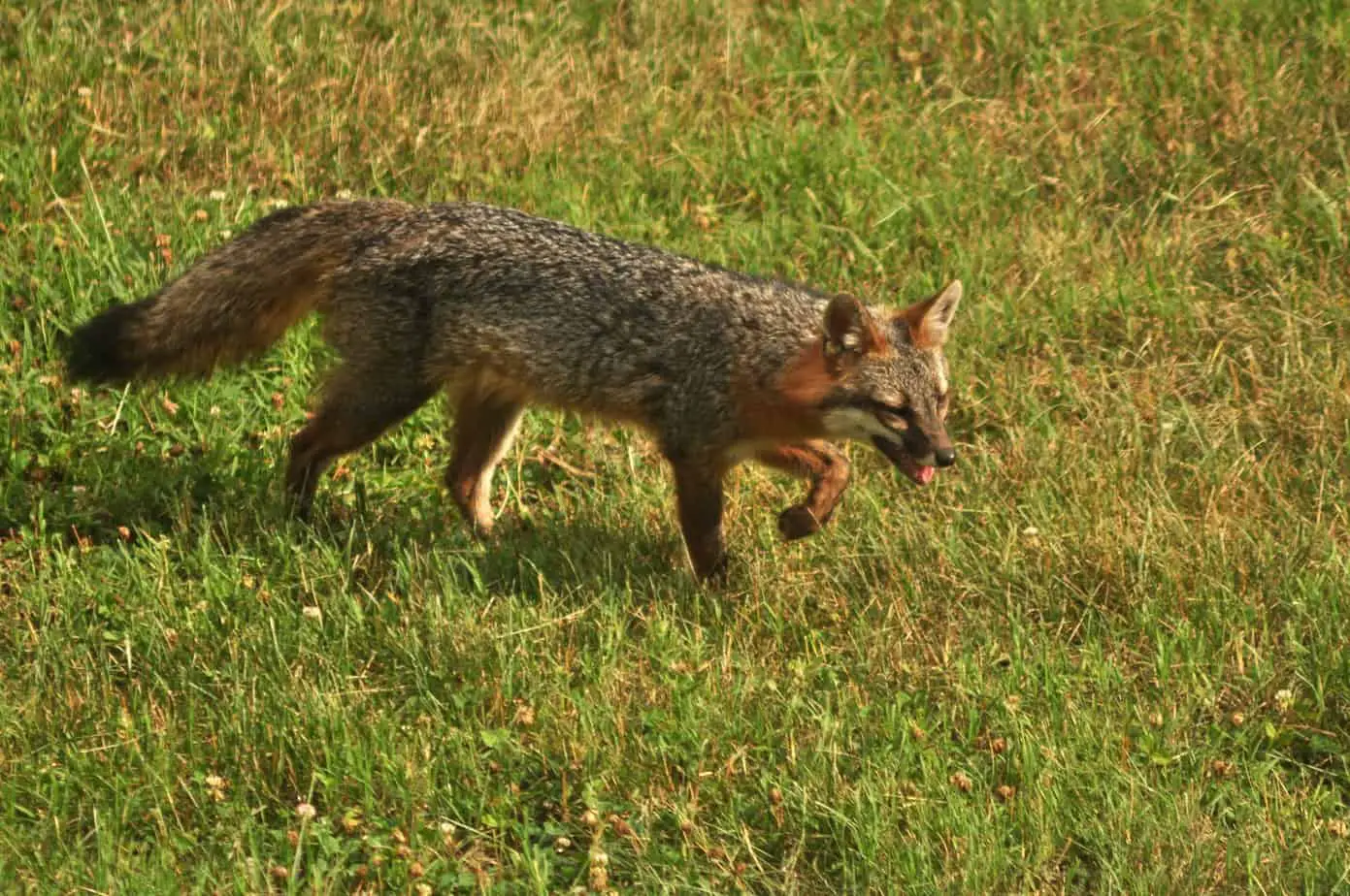 Gray fox walking